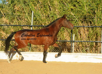 Andaluces, Caballo castrado, 5 años, 156 cm, Castaño