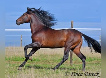Andaluces, Caballo castrado, 5 años, 156 cm, Morcillo