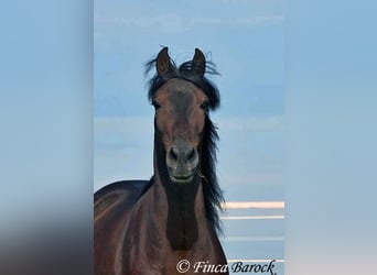 Andaluces, Caballo castrado, 5 años, 156 cm, Morcillo