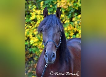Andaluces, Caballo castrado, 5 años, 156 cm, Morcillo