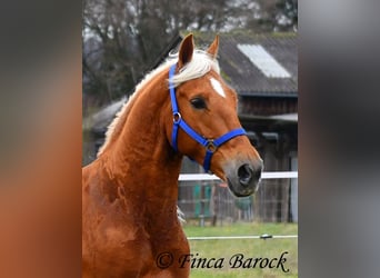 Andaluces, Caballo castrado, 5 años, 156 cm, Palomino