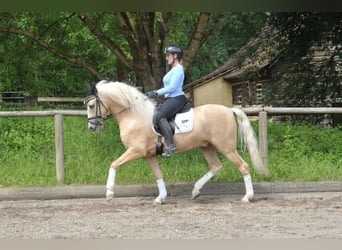 Andaluces, Caballo castrado, 5 años, 156 cm, Palomino