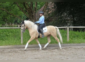 Andaluces, Caballo castrado, 5 años, 156 cm, Palomino