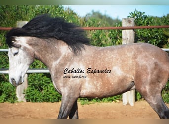 Andaluces, Caballo castrado, 5 años, 156 cm, Tordillo negro