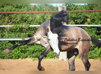 Andaluces, Caballo castrado, 5 años, 156 cm, Tordillo negro