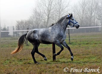 Andaluces, Caballo castrado, 5 años, 156 cm, Tordo