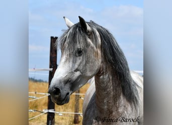 Andaluces, Caballo castrado, 5 años, 156 cm, Tordo