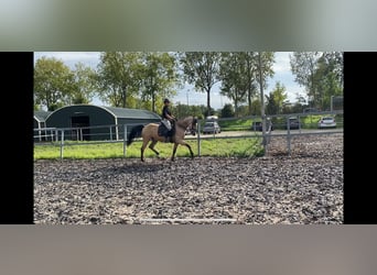 Andaluces Mestizo, Caballo castrado, 5 años, 157 cm, Bayo