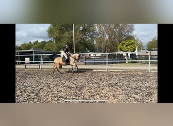 Andaluces Mestizo, Caballo castrado, 5 años, 157 cm, Bayo