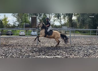 Andaluces Mestizo, Caballo castrado, 5 años, 157 cm, Bayo