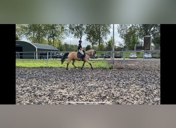 Andaluces Mestizo, Caballo castrado, 5 años, 157 cm, Bayo