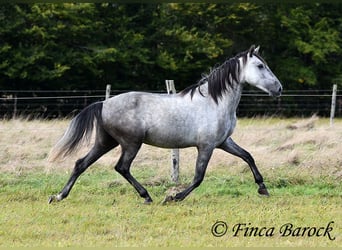 Andaluces, Caballo castrado, 5 años, 157 cm, Tordo