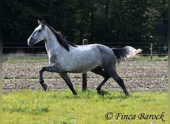 Andaluces, Caballo castrado, 5 años, 157 cm, Tordo