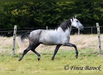 Andaluces, Caballo castrado, 5 años, 157 cm, Tordo