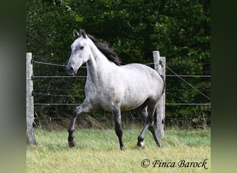 Andaluces, Caballo castrado, 5 años, 157 cm, Tordo