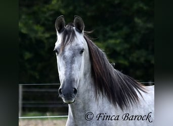 Andaluces, Caballo castrado, 5 años, 157 cm, Tordo