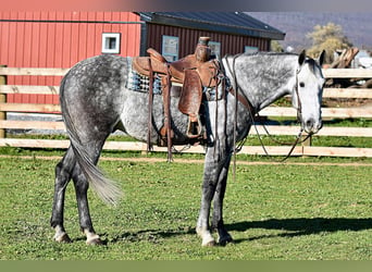 Andaluces, Caballo castrado, 5 años, 157 cm, Tordo