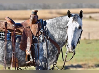 Andaluces, Caballo castrado, 5 años, 157 cm, Tordo