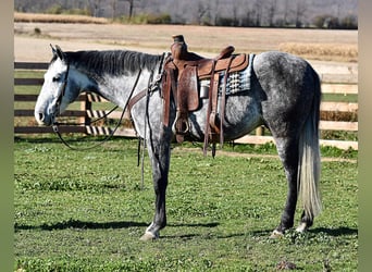 Andaluces, Caballo castrado, 5 años, 157 cm, Tordo