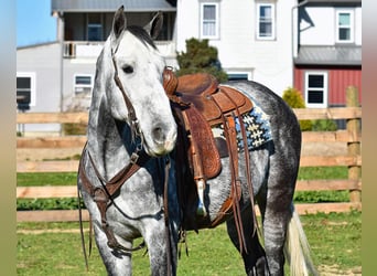 Andaluces, Caballo castrado, 5 años, 157 cm, Tordo