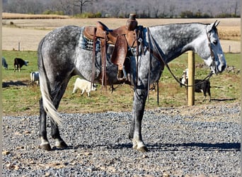 Andaluces, Caballo castrado, 5 años, 157 cm, Tordo