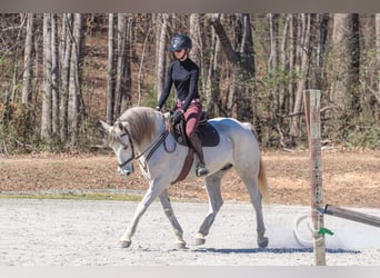 Andaluces Mestizo, Caballo castrado, 5 años, 157 cm, Tordo