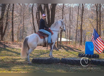 Andaluces Mestizo, Caballo castrado, 5 años, 157 cm, Tordo