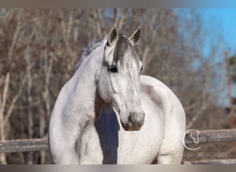 Andaluces Mestizo, Caballo castrado, 5 años, 157 cm, Tordo