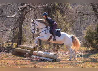 Andaluces Mestizo, Caballo castrado, 5 años, 157 cm, Tordo