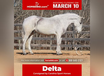 Andaluces Mestizo, Caballo castrado, 5 años, 157 cm, Tordo