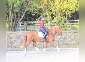 Andaluces, Caballo castrado, 5 años, 158 cm, Alazán