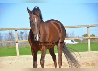 Andaluces, Caballo castrado, 5 años, 158 cm, Alazán