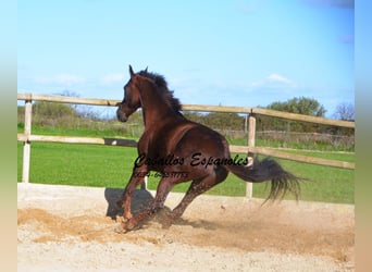Andaluces, Caballo castrado, 5 años, 158 cm, Alazán
