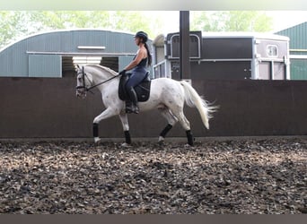 Andaluces Mestizo, Caballo castrado, 5 años, 158 cm, Atigrado/Moteado