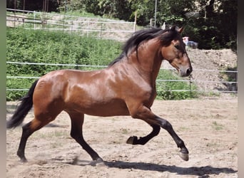 Andaluces, Caballo castrado, 5 años, 158 cm, Castaño