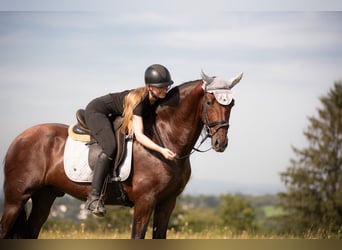 Andaluces, Caballo castrado, 5 años, 158 cm, Castaño