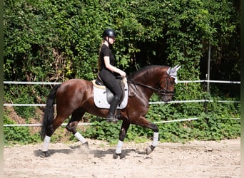 Andaluces, Caballo castrado, 5 años, 158 cm, Castaño