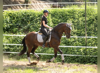 Andaluces, Caballo castrado, 5 años, 158 cm, Castaño