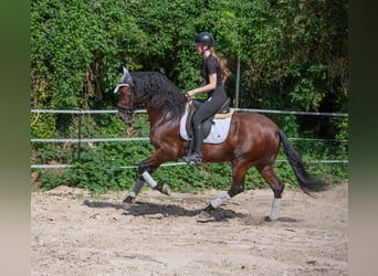 Andaluces, Caballo castrado, 5 años, 158 cm, Castaño