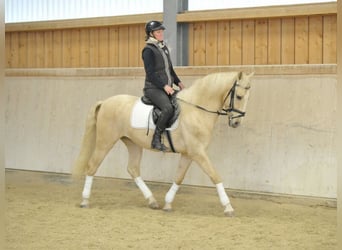 Andaluces, Caballo castrado, 5 años, 158 cm, Palomino