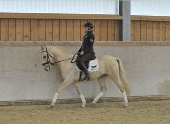 Andaluces, Caballo castrado, 5 años, 158 cm, Palomino