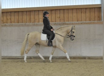 Andaluces, Caballo castrado, 5 años, 158 cm, Palomino