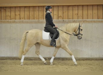 Andaluces, Caballo castrado, 5 años, 158 cm, Palomino