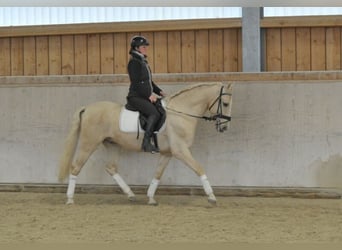 Andaluces, Caballo castrado, 5 años, 158 cm, Palomino