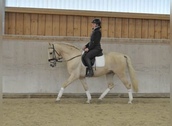 Andaluces, Caballo castrado, 5 años, 158 cm, Palomino