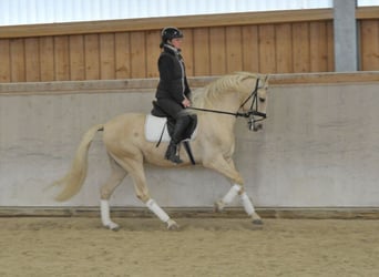 Andaluces, Caballo castrado, 5 años, 158 cm, Palomino