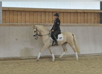 Andaluces, Caballo castrado, 5 años, 158 cm, Palomino