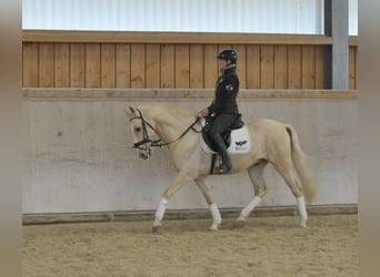 Andaluces, Caballo castrado, 5 años, 158 cm, Palomino