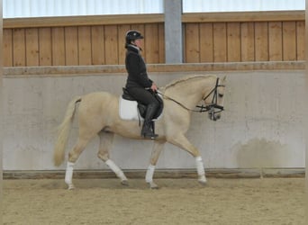 Andaluces, Caballo castrado, 5 años, 158 cm, Palomino