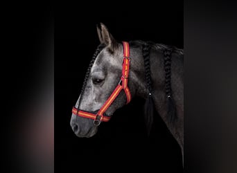 Andaluces, Caballo castrado, 5 años, 158 cm, Tordo